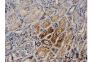 Immunoperoxidase of monoclonal antibody to PACSIN2 on formalin-fixed paraffin-embedded human kidney. (PACSIN2 Antikörper  (AA 368-428))