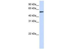 Image no. 1 for anti-Transcriptional Adaptor 3 (TADA3) (AA 216-265) antibody (ABIN6740309) (TADA3L Antikörper  (AA 216-265))