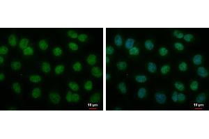 ICC/IF Image MOP3 antibody [N1N3] detects MOP3 protein at nucleus by immunofluorescent analysis. (ARNTL Antikörper)