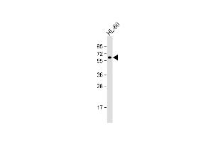 Anti-KLHL3 Antibody (Center) at 1:1000 dilution + HL-60 whole cell lysate Lysates/proteins at 20 μg per lane. (KLHL3 Antikörper  (AA 207-234))
