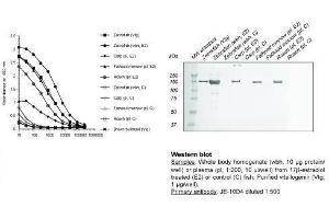 Image no. 1 for anti-Vitellogenin (VTG) antibody (ABIN123822)