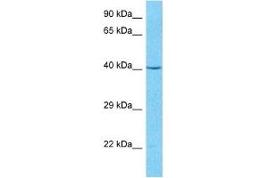 Host:  Rabbit  Target Name:  PSMD6  Sample Type:  MCF7 Whole Cell lysates  Antibody Dilution:  1. (PSMD6 Antikörper  (N-Term))