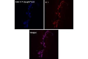Immunofluorescence (IF) image for anti-Red Fluorescent Protein (RFP) antibody (DyLight 633) (ABIN7273110)