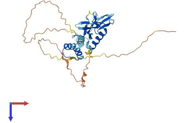 DPPA2 Protein (AA 1-298) (His tag)