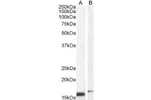 ABIN185365 (2µg/ml) staining of NIH3T3 (A) and (0. (RBP1 Antikörper  (C-Term))