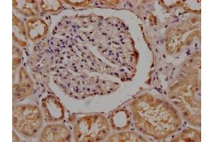 IHC image of ABIN7139992 diluted at 1:200 and staining in paraffin-embedded human kidney tissue performed on a Leica BondTM system.