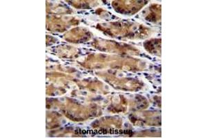 Formalin Fixed, Paraffin Embedded human stomach tissue reacted with ATG16L2 Antibody (Center) followed by peroxidase conjugation of the secondary antibody and DAB staining. (ATG16L2 Antikörper  (Middle Region))