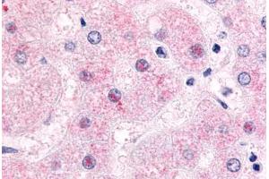 Anti-NR0B2 antibody  ABIN1049128 IHC staining of human liver, hepatocytes.