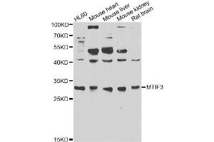 Western blot analysis of extracts of various cell lines, using MTIF3 antibody (ABIN6293683) at 1:1000 dilution. (MTIF3 Antikörper)