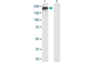 Western Blot analysis of MYBBP1A expression in transfected 293T cell line by MYBBP1A MaxPab polyclonal antibody.