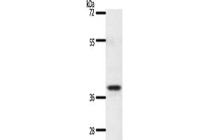 Gel: 10 % SDS-PAGE, Lysate: 60 μg, Lane: Mouse thymus tissue, Primary antibody: ABIN7192661(SSTR5 Antibody) at dilution 1/350, Secondary antibody: Goat anti rabbit IgG at 1/8000 dilution, Exposure time: 20 seconds (SSTR5 Antikörper)
