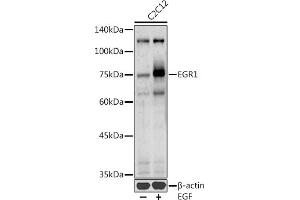 Western blot analysis of extracts of C2C12 cells, using EGR1 antibody (ABIN6133683, ABIN6139992, ABIN7101807 and ABIN7101808) at 1:1000 dilution.