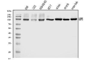 Western blot analysis of USP5 using anti-USP5 antibody (ABIN7599551). (USP5 Antikörper  (AA 1-800))