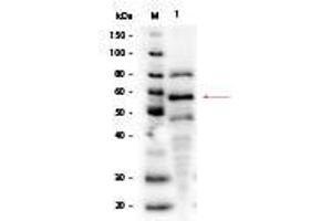 Western Blot of NIH/3T3 Whole Cell Lysate PDGF Stimulated.