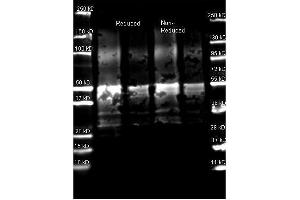 Goat anti Protein A antibody (was used to detect Protein A under reducing and non-reducing conditions. (Protein A Antikörper)