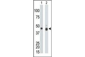 The anti-CKB Pab is used in Western blot to detect CKB in mouse colon tissue lysate (Lane 1) and Y79 cell lysate (Lane 2). (CKB Antikörper  (N-Term))
