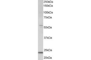 ABIN184842 staining (0. (MXD4 Antikörper  (C-Term))