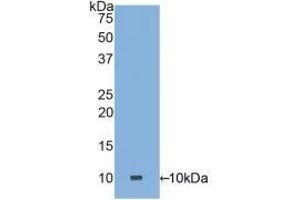 Detection of Recombinant DEFa3, Human using Polyclonal Antibody to Defensin Alpha 3, Neutrophil Specific (DEFa3) (DEFa3 Antikörper  (AA 21-94))