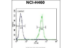 TRIM65 Antibody (Center) (ABIN655759 and ABIN2845202) flow cytometric analysis of NCI- cells (right histogram) compared to a negative control cell (left histogram). (TRIM65 Antikörper  (AA 327-355))