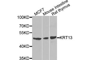 Western blot analysis of extracts of various cell lines, using KRT13 antibody. (Cytokeratin 13 Antikörper)