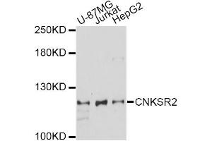 Western blot analysis of extracts of various cell lines, using CNKSR2 antibody (ABIN6294043) at 1:1000 dilution. (CNKSR2 Antikörper)