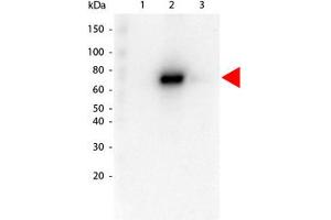 Image no. 1 for anti-V-Akt Murine Thymoma Viral Oncogene Homolog 2 (AKT2) antibody (ABIN1099905) (AKT2 Antikörper)