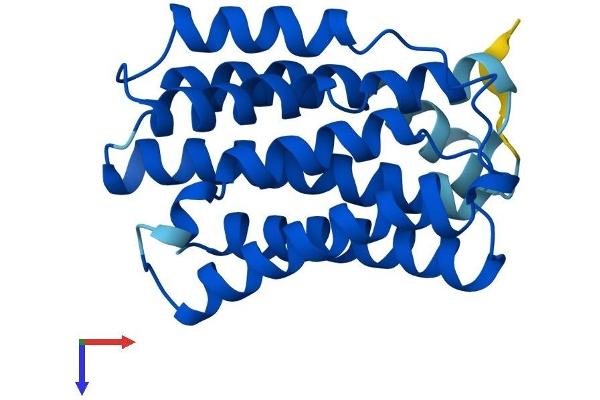 KDELR1 Protein (AA 1-212) (His tag)