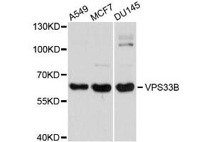 Western blot analysis of extracts of various cell lines, using VPS33B antibody (ABIN5996164) at 1/1000 dilution.