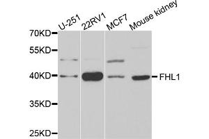 Western blot analysis of extracts of various cell lines, using FHL1 antibody. (FHL1 Antikörper)