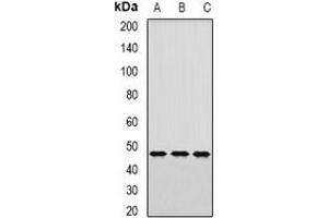 Western blot analysis of AP1-mu-2 expression in HepG2 (A), mouse kidney (B), mouse lung (C) whole cell lysates.