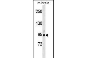 BRSK1 Antibody (Center) (ABIN1881121 and ABIN2838767) western blot analysis in mouse brain tissue lysates (35 μg/lane). (BRSK1 Antikörper  (AA 355-384))