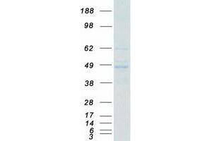 Western Blotting (WB) image for Fas-Activated serine/threonine Kinase (FASTK) (Transcript Variant 4) protein (Myc-DYKDDDDK Tag) (ABIN2720881)