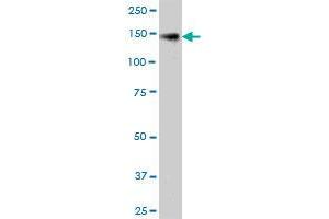 KIAA0319L MaxPab polyclonal antibody. (KIAA0319L Antikörper  (AA 1-1049))