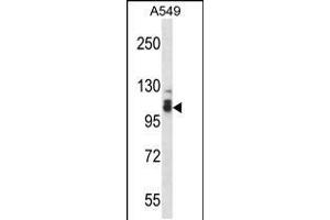 Western blot analysis in A549 cell line lysates (35ug/lane). (SMEK2 Antikörper  (C-Term))