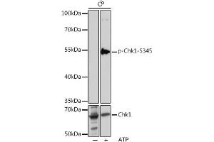 Western blot analysis of extracts of C6 cells, using Phospho-Chk1-S345 pAb (ABIN6135200, ABIN6136042, ABIN6136043 and ABIN6225600) at 1:1000 dilution or Chk1 antibody (ABIN6134818, ABIN6138518, ABIN6138519 and ABIN6223572). (CHEK1 Antikörper  (pSer345))