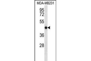 TMEM43 Antibody (Center) (ABIN656549 and ABIN2845811) western blot analysis in MDA-M cell line lysates (35 μg/lane). (TMEM43 Antikörper  (AA 195-223))