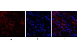 Immunofluorescence analysis of human stomach tissue. (CDK4 Antikörper  (N-Term))