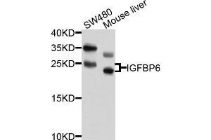 Western blot analysis of extracts of SW480 and mouse liver cells, using IGFBP6 antibody. (IGFBP6 Antikörper)