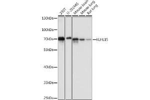 KLHL15 Antikörper  (AA 1-300)