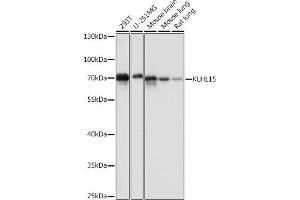 Western blot analysis of extracts of various cell lines, using KLHL15 antibody (ABIN7268079) at 1:1000 dilution. (KLHL15 Antikörper  (AA 1-300))