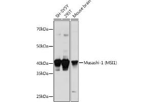 Western blot analysis of extracts of various cell lines, using Musashi-1 (Musashi-1 (MSI1)) Polyclonal Antibody (ABIN6134835, ABIN6144067, ABIN6144068 and ABIN6219720) at 1:1000 dilution. (MSI1 Antikörper  (AA 1-100))
