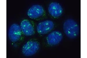 IF analysis of TMEM50B using anti-TMEM50B antibody (ABIN7603241). (TMEM50B Antikörper  (N-Term))