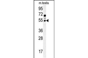 Western blot analysis in mouse testis tissue lysates (15ug/lane). (GABRG2 Antikörper  (AA 198-224))