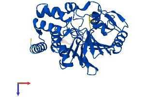 PPP2CB Protein (AA 1-309) (His tag)