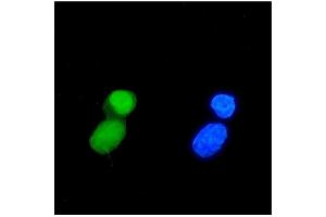 IF analysis of TIF1 gamma/TRIM33 using anti-TIF1 gamma/TRIM33 antibody (ABIN7599621). (TRIM33 Antikörper  (AA 1001-1127))