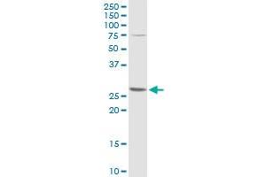 BCL2L1 MaxPab rabbit polyclonal antibody. (BCL2L1 Antikörper  (AA 1-233))