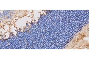 Immunohistochemistry of paraffin-embedded Mouse retina using RBP3 Polyclonal Antibody at dilution of 1:50 (RBP3 Antikörper)