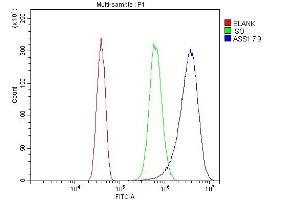 Flow Cytometry analysis of SiHa cells using anti- ASS1 antibody (ABIN7601192). (ASS1 Antikörper  (AA 3-365))