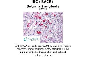 Image no. 1 for anti-Beta-secretase 1 (BACE1) (Internal Region) antibody (ABIN1732171) (BACE1 Antikörper  (Internal Region))