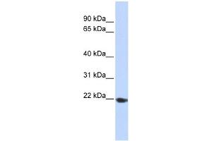 TMED1 antibody used at 1 ug/ml to detect target protein.